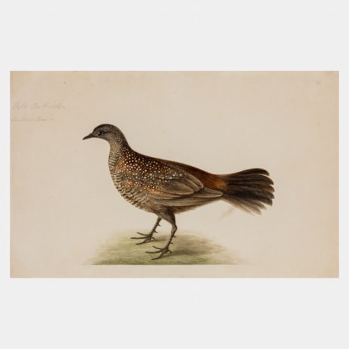 Company School Watercolour of a Male Painted Spurfowl
